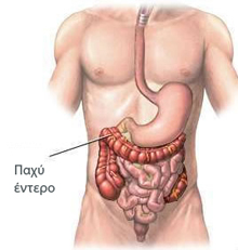 Schematic depiction of the colon