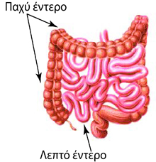 Schematic depiction of small bowel