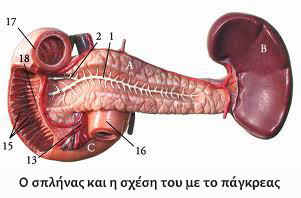 The spleen in relation to the pancreas