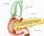 Schematic depiction of the pancreas